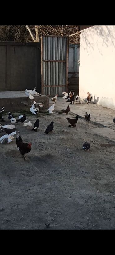 мейн кун купить в баку: Göyərçinlər Əvvəla Salam Aleykum. Göyərçinlər satıram (Mingəçevir — 2