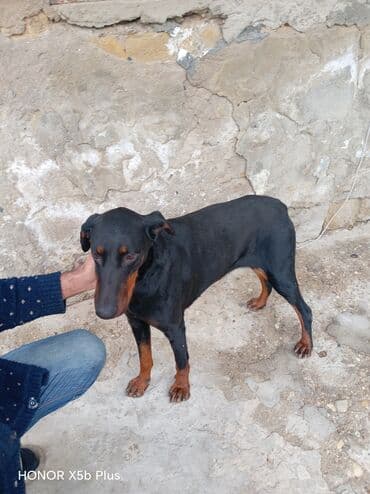 приют собак в баку: Doberman, 6 ay, Dişi, Peyvəndli, Ünvandan götürmə — 3