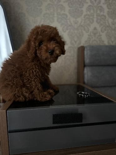 toy pudel satisi: Pudel — 5