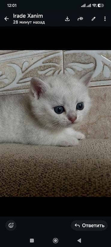 pisik satisi: Şinşilla, Erkək, Dişi — 3