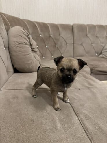 xaski iti satisi: Çixuahua, Dişi — 3