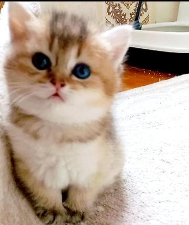 xas: Britan, Erkək, Yaxşı əllərə, Ünvandan götürmə — 4