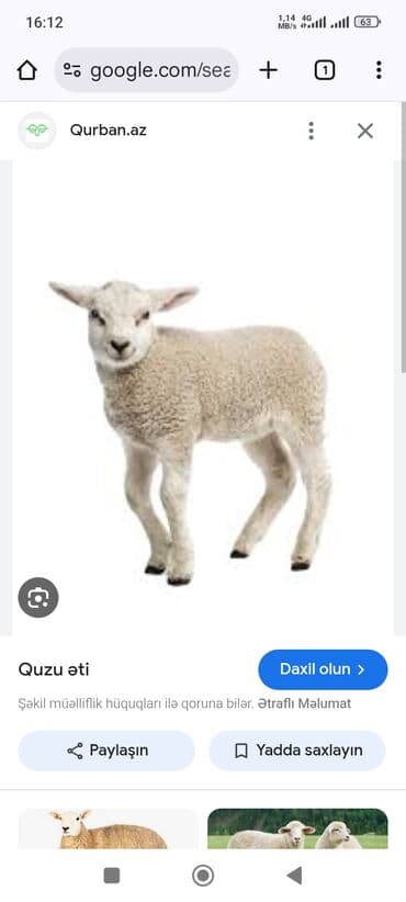 Körpə yetim quzu alıram Təsvir: - Təzə kəsim üçün quzu -