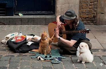 dogo arjantino: ​Evdə it pişiyin gündəlik həftəlik və ya aylıq baxılması 🐱 🐕 🐶 — 1
