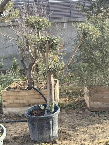 yeni il 2021: Zeytun ağacları – iri ölçülü, dekorativ budanmış formalar Məhsul — 4