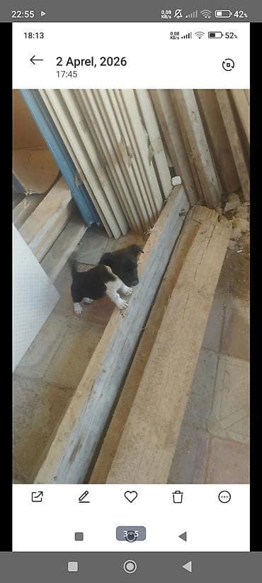 balaca at: Zvonok, 1 ay, Dişi, Peyvəndli, Ödənişli çatdırılma — 3