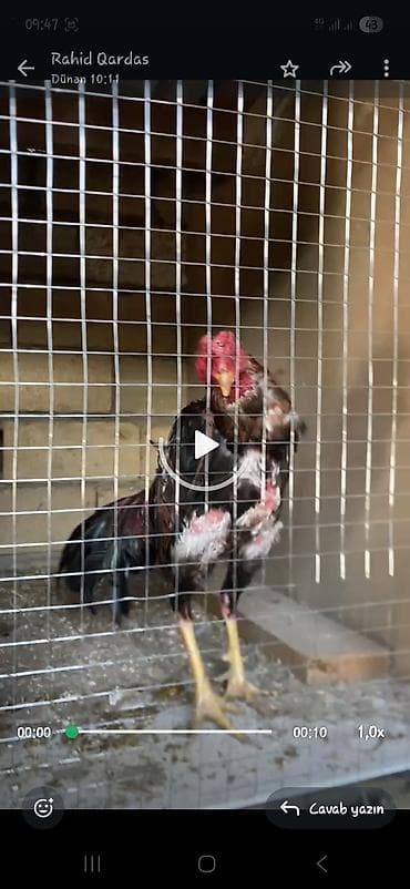 feniks quşu: Masallıdadır heyvan doyusleri olub amma videosu yoxdur Tam hazir — 4
