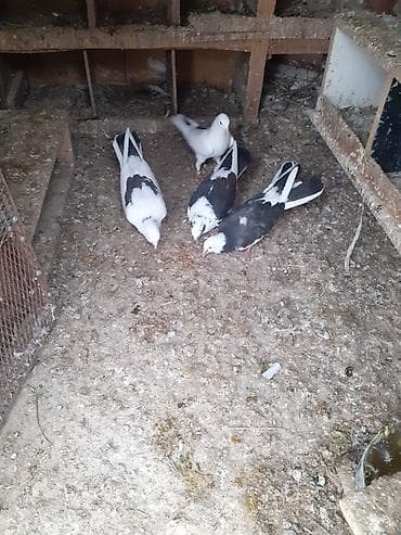 balaca itlerin satisi: Çəplər 1 cüt erkək,2 maya.1 cüt çəplər erkək maya.Yumurtaya döyürlər.1 — 7