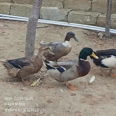 Gəmiricilər: Salam macar ördəklər bir erkəy iki dişi duşilər çox güman ki — 6