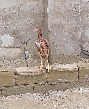 xoruz satlir: Salam herkesə güclü cins heyratı fərə satıram 10 aylıqdır dik duruşu — 3