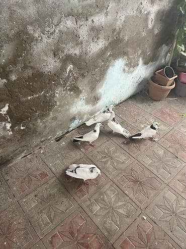 tetra quşu: Biri 10 manat — 2