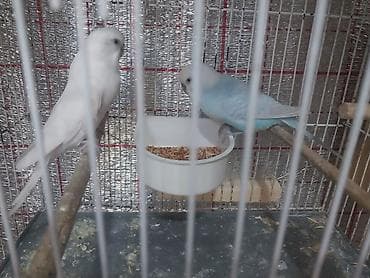 Hazır cüt valnisti satılır altında 5 yumurtası və 2 balası ilə