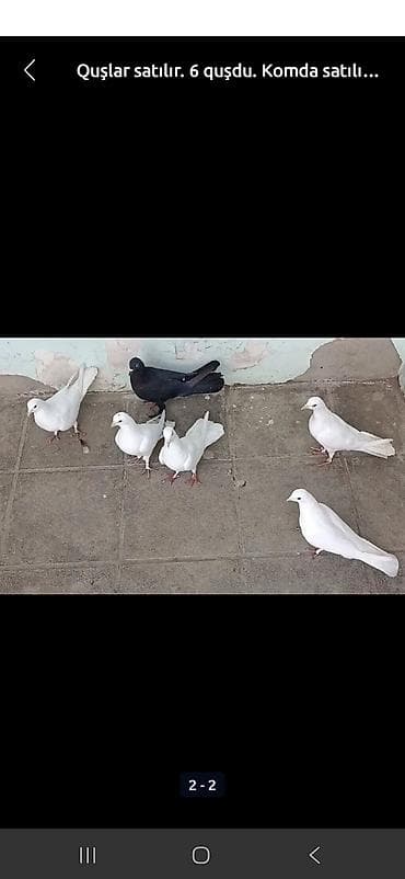 sisar quşu: Satılır: 6 ədəd ev göyərçini dəsti (komda). - Rəng: 5 ədəd ağ, 1 ədəd — 1