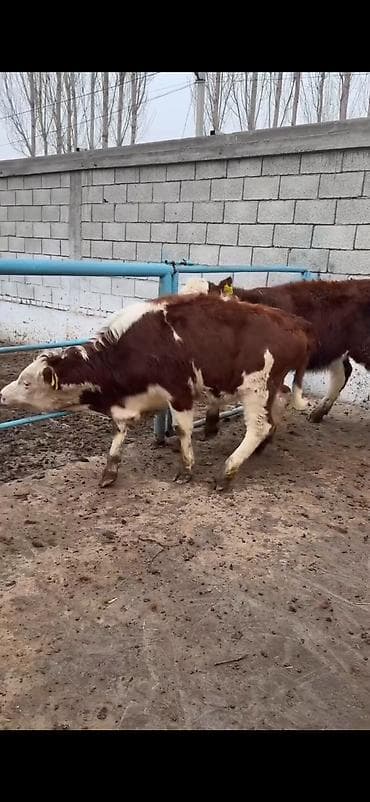 Heyvanlar üçün mallar: Məhsul: Simmental tipli dana cütlüyü - Rəng: qırmızı-ağ ləkəli, açıq — 9