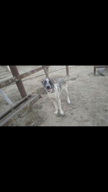 it satısı: Kanqal, 9 ay, Dişi — 3