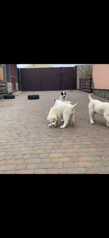 heyvan satışı: Alabay — 8