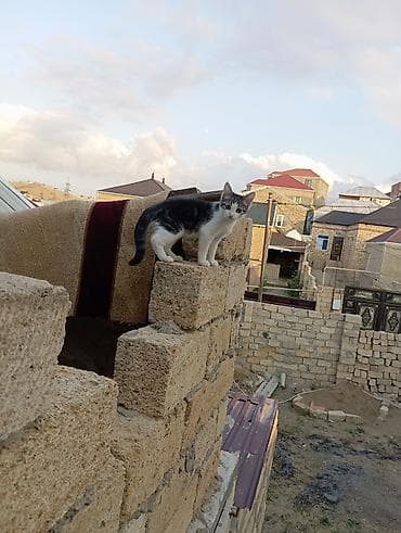 şotlant pişiy: Yaxşı əllərə — 2