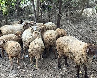 heyvan adlari: Guzular satlır samux rayonun poylu kendınde gıymet razılawma yolunan — 2