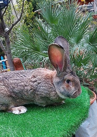 K/t heyvanları üçün mallar: Wekilde gorduyunuz 7 ayliq Rizen erkek satilir qan temiz bir — 9