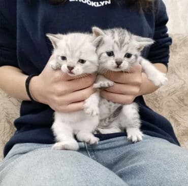 setter it cinsinin digər adı: 50 ile 250 arasi cins saf qan pisiklerimiz var( Silver sinsila temiz — 28