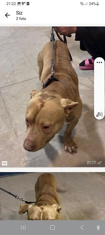 Pitbul, 4 ay, Erkek, Peyvəndli