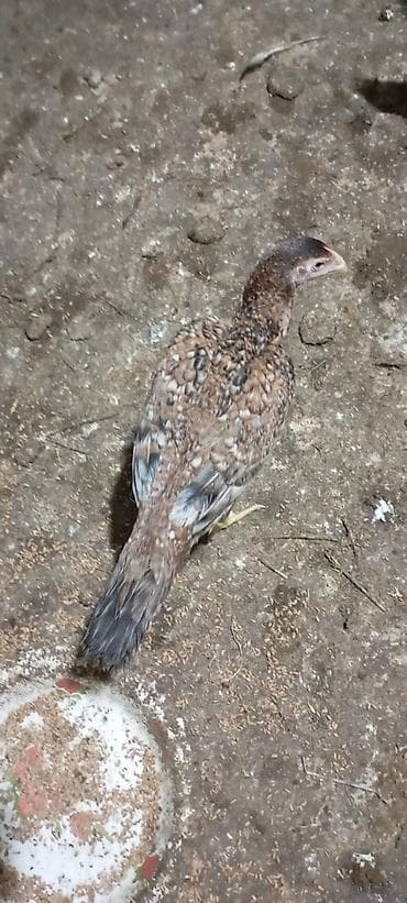 it satisi: Toyuq, Damazlıq — 1