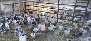 Toyuq cücələri, Ətlik lalafo.az -da Toyuq cücələri, Ətlik