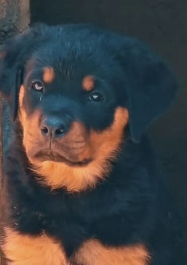 itler bala: Rotveyler — 3