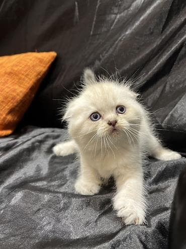 pişik sumkası: Şotland — 2