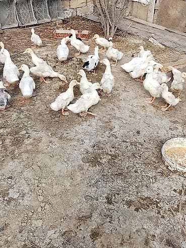 Dovşanlar: Pekin ördəyi sağlam heyvanlardı ətlik və yumurtalıq cinsdir.1ay — 2