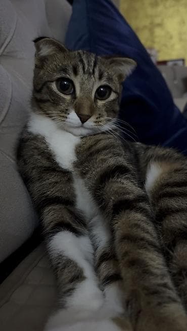 Tabbi, Yaxşı əllərə