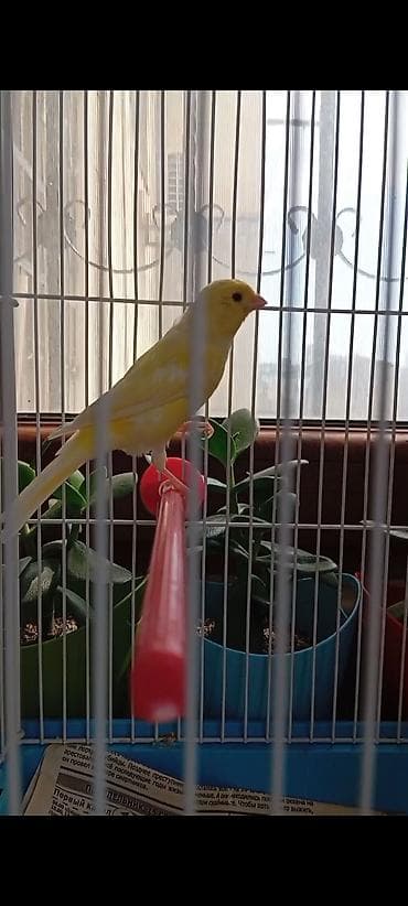 danişan quş: Bülbül 3 ayliq ərkək oxuyur bala quş kimi Sarı kanareyka – zərif — 3