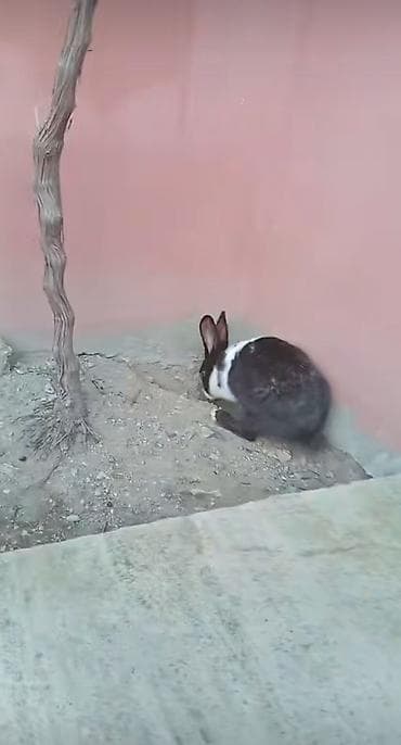 Erkək dişi dovşan Satılır dişinin qarnında balası var Təcili şərait