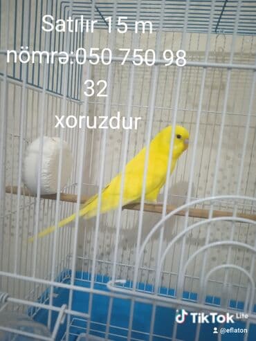 K/t heyvanları və malları: - Məhsul: Sarı rəngli dalğıc quşu (boğça adıyla “budağım” kimi tanınan — 1