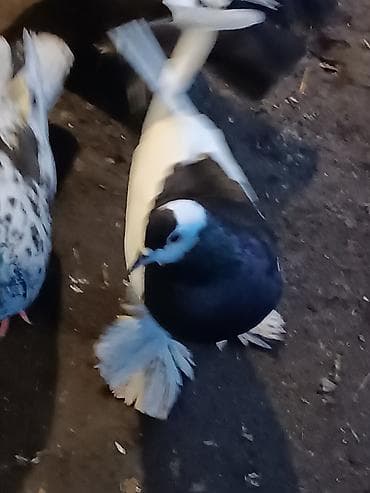 Göyərçinlər: Qardaşlar gördüyünüz quşalar satılır 1 dənə şişman erkek 1 dənə London — 7