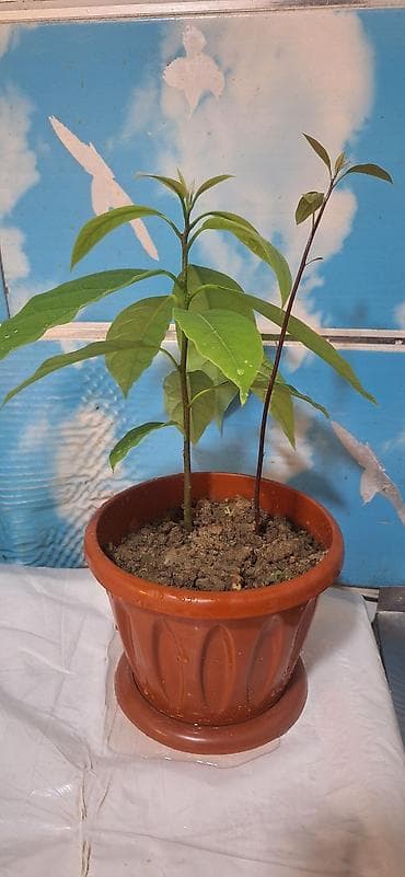 kalanxoe bitkisi: Avokado fidanı – saksıda - Bitki: Avokado (Persea americana) fidanı - — 2