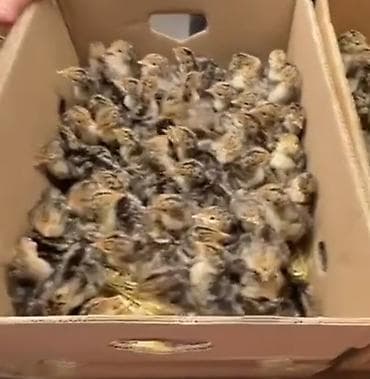 dosan sekili: Dişi, Amerika, Ətlik, Pulsuz çatdırılma — 3