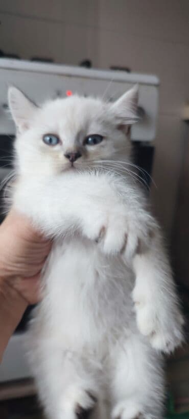 tap.az heyvanlar xacmaz: Erkək, Yaxşı əllərə, Ünvandan götürmə, Ödənişli çatdırılma — 4