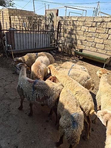 bərdə mal bazarı: Qoyun sürüsü – ət və damazlıq üçün - Şəkillərdə olan — 3