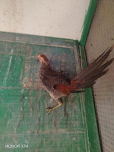 İllik qızılı qırqovul satılır. İkinci şəkildəki quşun balasıdır.Qiymət