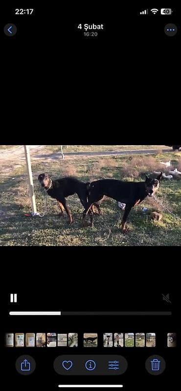 Gəmiricilər: Doberman, 2 ay, Sənədli — 3