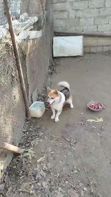 Salam erkeydi zvanok çubuş