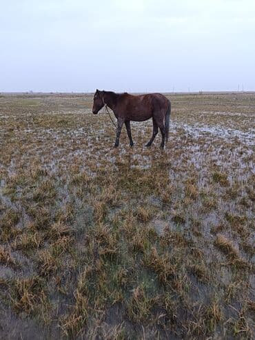 çin aslanı: Satilir cavan heyvan normal yerisde sadece baxa. Bilmirem deye ariqdi — 6