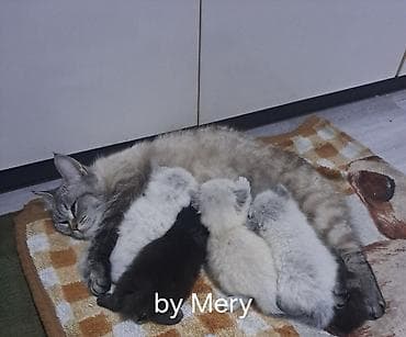 shotland pişik: Şinşilla, Erkək, Dişi — 4