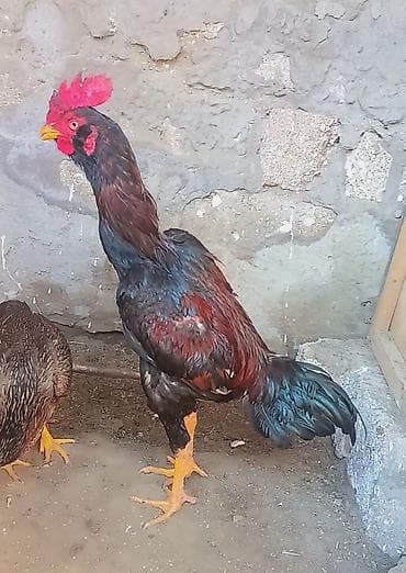 Xoruz, Heyratı, il: 1, Ödənişli çatdırılma