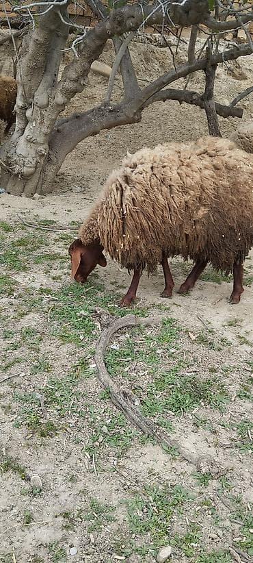 lalafo ev heyvanlari: 1 yaşinda dişiler tam sağlamdilar — 2