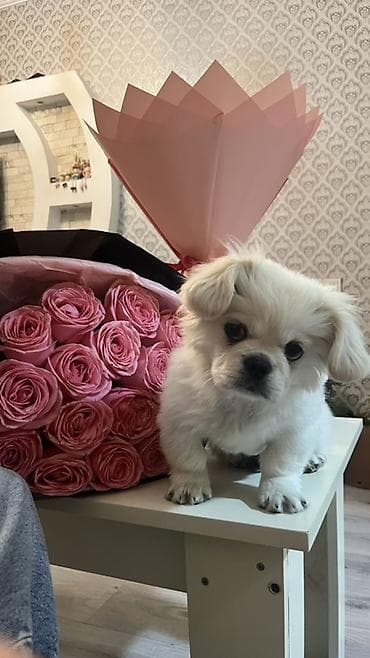 pekin: Pekines, Peyvəndli — 2