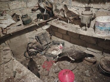 ikinci əl vitrin soyuducu: Tovuz quşdarı 1 ana 4 bala 9 aylıq — 5