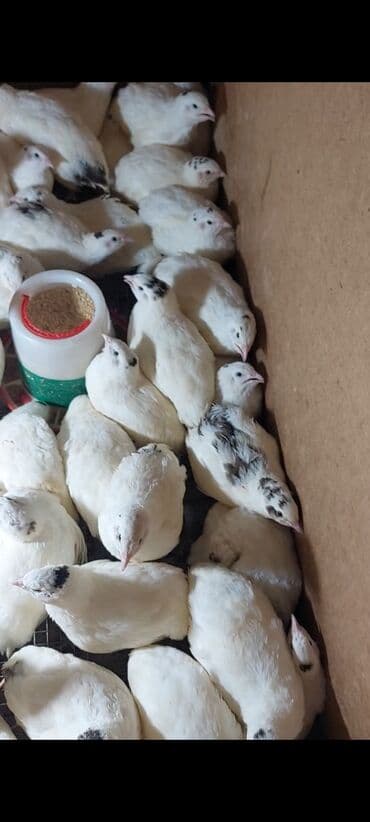 cins inekler azerbaycanda: Məhsul: Bildirçin və bildirçin əti Təsvir: - Təzə kəsilmiş bildirçin — 3