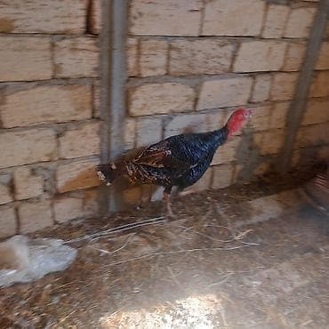 et dükanı: Erkey hindusqa satilir diri ceki 7kq 600 — 2